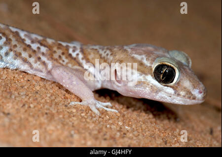 Ozelot Gecko Paroedura Pictus Madagaskar Stockfoto