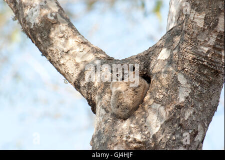 Geringerem Wiesel Lemur Lepilemur Ruficaudatus Madagaskar Stockfoto