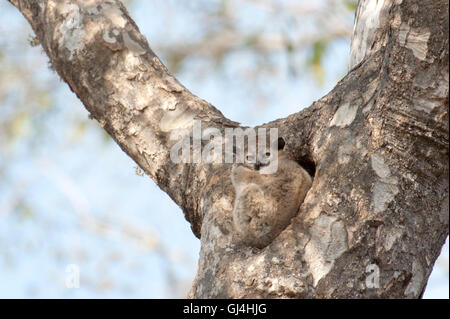 Geringerem Wiesel Lemur Lepilemur Ruficaudatus Madagaskar Stockfoto