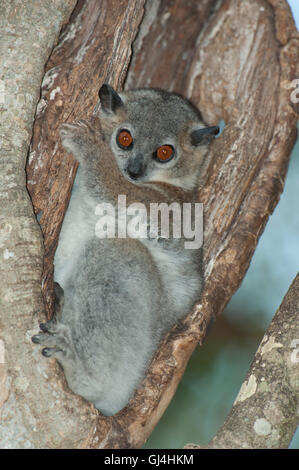 Geringerem Wiesel Lemur Lepilemur ruficaudatus Stockfoto