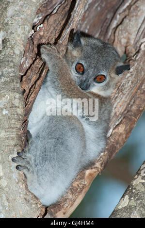 Geringerem Wiesel Lemur Lepilemur ruficaudatus Stockfoto