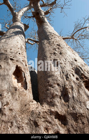 Baobab-Baum-Madagaskar Stockfoto