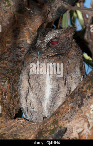 Madagaskar Zwergohreule Eule Otus rutilus Stockfoto