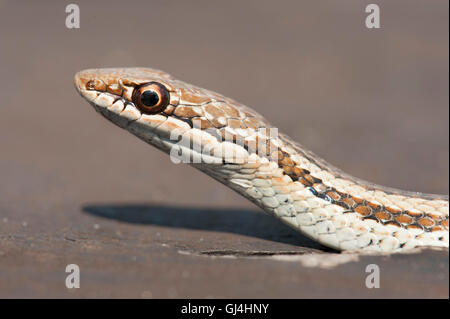 Gemeinsamen Big Eyed Snake Mimophis mahfalensis Stockfoto
