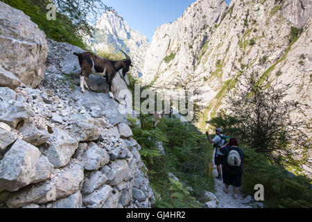 Wandern kümmert sich Schlucht in Picos de Europa, Asturien, Spanien, Europa. Stockfoto
