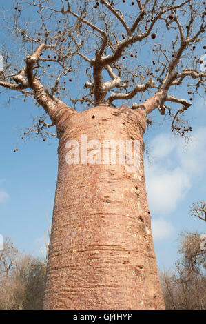 Fony Baobab Affenbrotbäume Rubrostipa Madagaskar Stockfoto