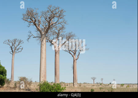 Baobab Baum Affenbrotbäume Za Madagaskar Stockfoto