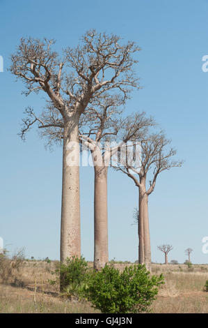 Baobab Baum Affenbrotbäume Za Madagaskar Stockfoto