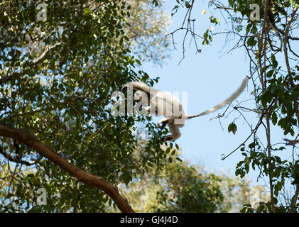 Verreaux Sifaka Propithecus Verreauxi Madagaskar Stockfoto