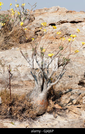 Der Elefantenfuß Pflanze Pachypodium lameri Stockfoto