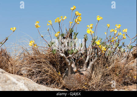 Der Elefantenfuß Pflanze Pachypodium lameri Stockfoto