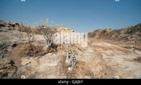 Der Elefantenfuß Pflanze Pachypodium lameri Stockfoto