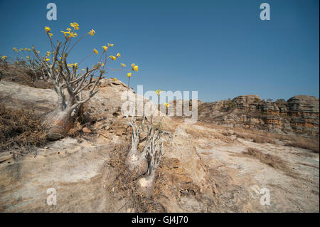 Der Elefantenfuß Pflanze Pachypodium lameri Stockfoto