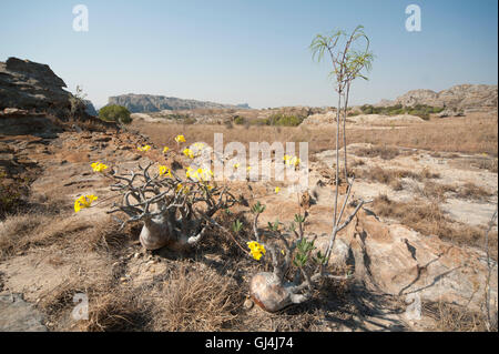 Der Elefantenfuß Pflanze Pachypodium lameri Stockfoto