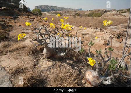 Der Elefantenfu Pflanze (Pachypodium Lameri) in Blte, Isalo NP,  Madagaskar Stockfotografie - Alamy
