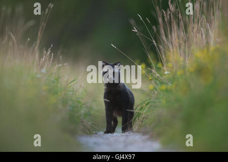 Marderhund (Nyctereutes Procyonoides), Jungtier auf dem Forstweg. Stockfoto