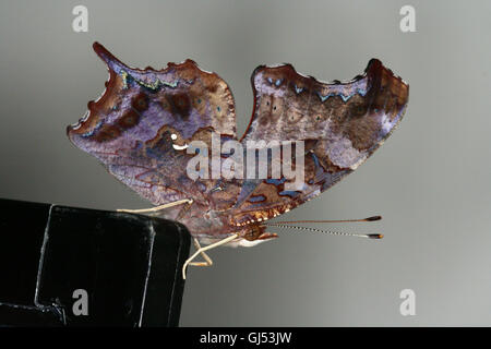 Ein frisch entstanden/geschlüpften Fragezeichen Schmetterling (Polygonia Interrogationis) sitzt auf einem Aquarium Deckel, Indiana, Vereinigte Staaten Stockfoto