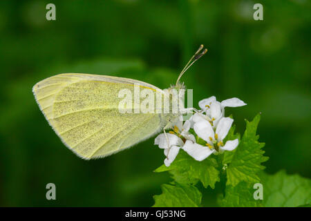 Ein Kohlweißling / kleine weiße Schmetterling (Pieris Rapae) ruhen auf Knoblauch Senf (Alliaria Petiolata), Indiana, Vereinigte Staaten Stockfoto