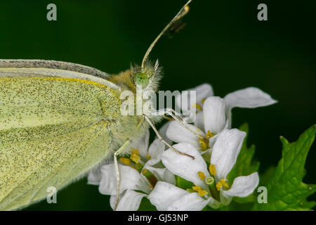 Eine Nahaufnahme von einem Kohlweißling / kleine weiße Schmetterling (Pieris Rapae) ruhen auf Knoblauch Senf (Alliaria Petiolata), Indiana, USA Stockfoto
