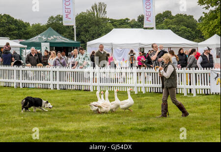 Trainerin zeigt die Vielseitigkeit der ein Arbeitshund, Aufrundung Enten Gänse sowie Schafe am Hund Fest an Arley Hall Cheshire England Stockfoto