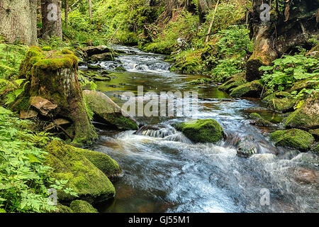 Der Urwald mit mossed Boden und den Bach - HDR Stockfoto