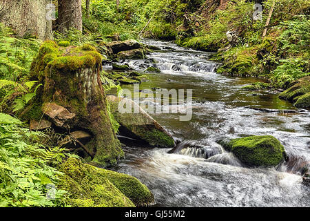 Der Urwald mit mossed Boden und den Bach - HDR Stockfoto