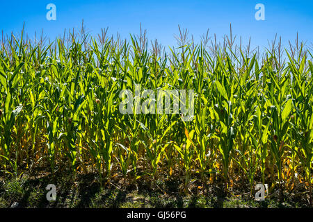 Sonnenlicht durch Mais / Mais verlässt - Frankreich. Stockfoto