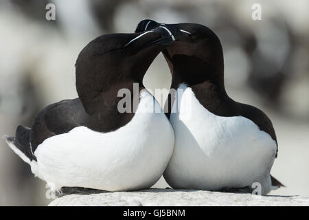 Paar umwerben Tordalken, Alca torda Stockfoto