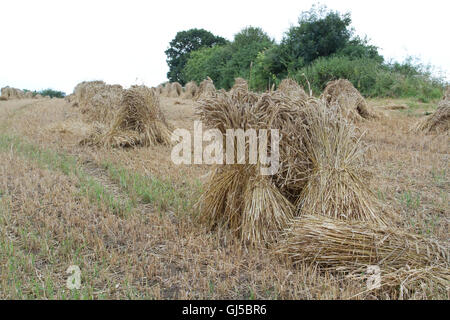 Mais-Stooks für thatching Trocknung in einem Feld von Suffolk Stockfoto