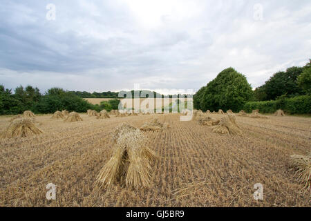 Mais-Stooks für thatching Trocknung in einem Feld von Suffolk Stockfoto