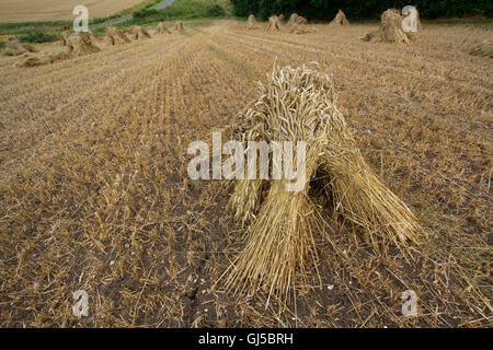 Mais-Stooks für thatching Trocknung in einem Feld von Suffolk Stockfoto