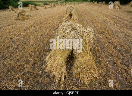 Mais-Stooks für thatching Trocknung in einem Feld von Suffolk Stockfoto