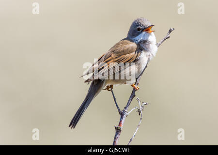 Gemeinsame Whitethroat-Grasmücke, Sylvia communis Stockfoto