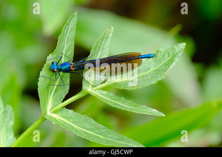 Männliche schöne Prachtlibelle Damselfly, Calopteryx splendens Stockfoto