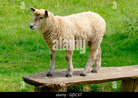 Lamm, stehend auf einer Holzbank mit Rasen hinter Stockfoto