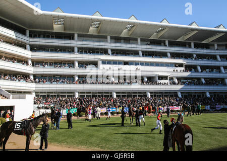 Jockeys aufgerufen, um ihre Pferde vor dem Rennen 9 Nakayama Racecourse zu montieren. Kluge Börsenspekulanten mit Blick auf die Parade-Ring können chec Stockfoto