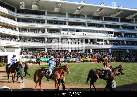 Pferde-Parade in numerischer Reihenfolge vor dem Rennen 9 Nakayama Racecourse. Kluge Börsenspekulanten mit Blick auf die Parade-Ring können Ou überprüfen. Stockfoto