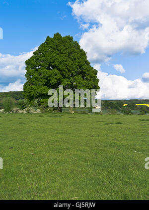 Dh Eiche Baum pflanzen baum feld Cotswold Landschaft einer britischen Landschaft Felder Stockfoto