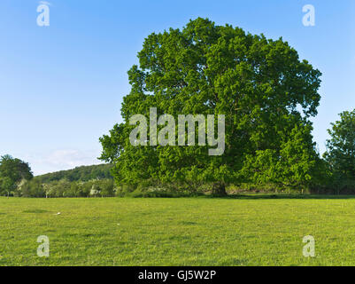 dh Englisch Eiche Bäume BAUM UK Cotswold Feld Einzelbaum großbritannien britisch niemand Bäume Sommer Himmel blau Frühling Wiese Stockfoto