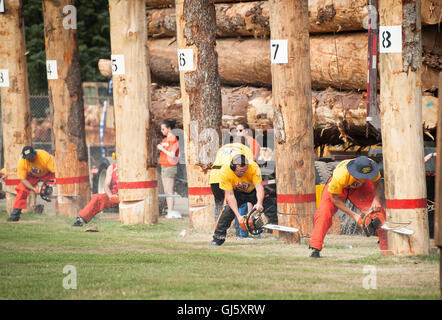 Konkurrenten in der offenen Baum fallenden Ereignis.  Die Squamish Holzfäller Tag Logger Sport-Event. Stockfoto