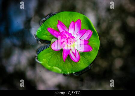 Rosa Seerose schwimmend Stockfoto