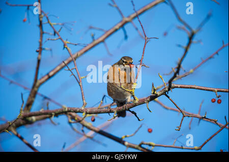 American Robin thront auf einem Ast. Stockfoto