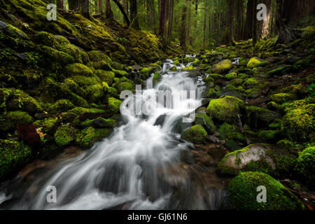 Kleiner Bach verliebt sich in üppigen grünen Regenwald des Olympic National Park. Stockfoto
