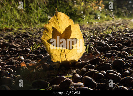 helle single Birkenblatt mit Ahornblatt hinter auf Waldboden Stockfoto