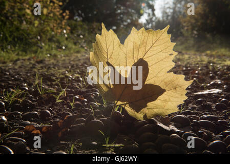 Blatt in ein Blatt - Sonnenlicht beleuchtet Herbst Blatt auf Waldboden Stockfoto
