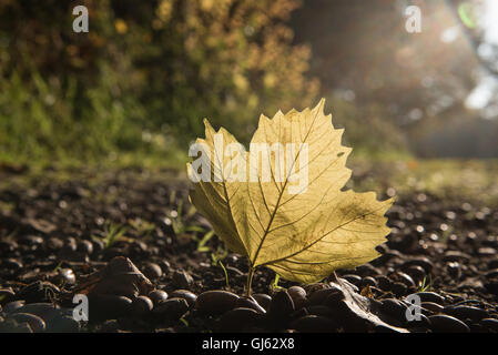 einzelne Ahornblatt auf dem Boden im Herbst Licht Stockfoto