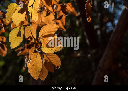 Rampenlicht der Sonne auf Herbst Buche lässt im Wald Stockfoto