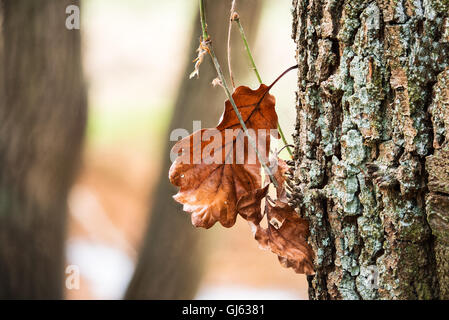 ein Herbst Eichenblatt hängt an einem Baumstamm im Wald Stockfoto