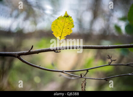eine einzelne gelbe Buche Blatt steht auf einem Ast im Wald Stockfoto