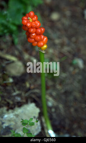 Lords und Ladies, Arum Maculatum, Wildblumen im Lough Naglack Wald, Carrickmacross; Stockfoto